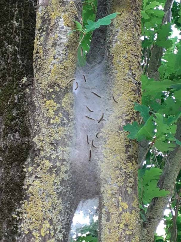 Chenilles processionnaires